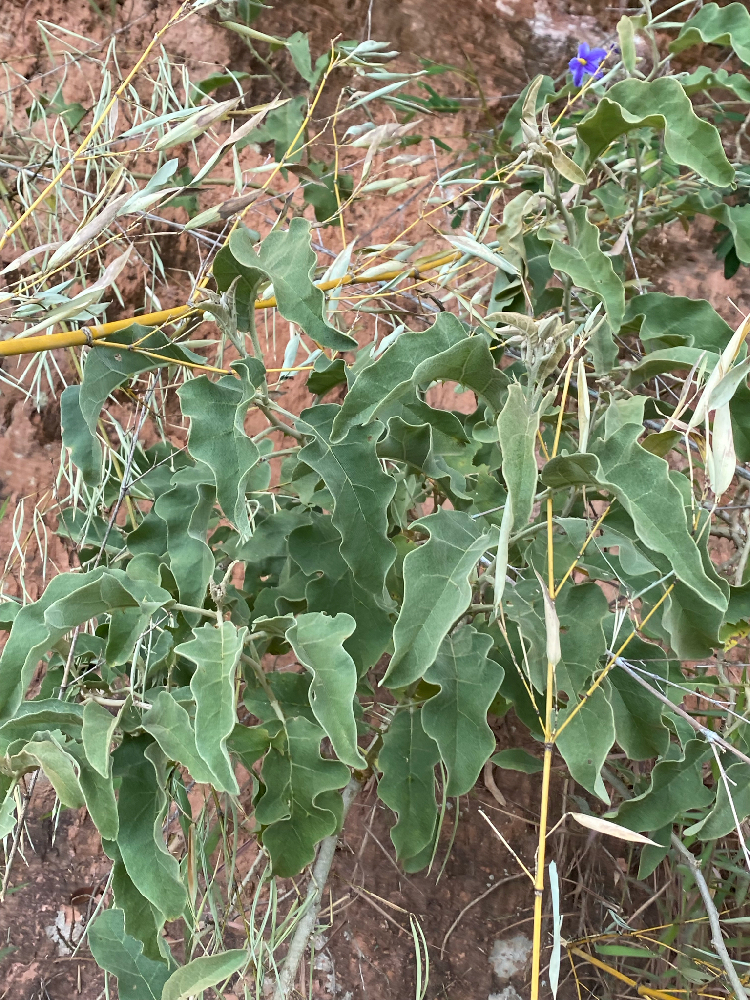 Solanum lycocarpum