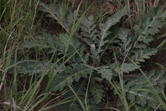 Platycarpha glomerata