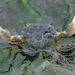 Yellow Shore Crab - Photo (c) Steven Mlodinow, some rights reserved (CC BY-NC)