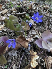 Hepatica nobilis