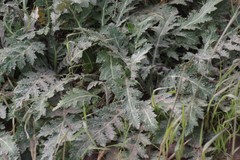 Platycarpha glomerata
