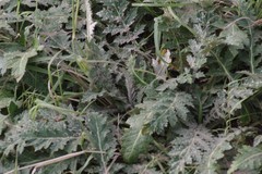 Platycarpha glomerata