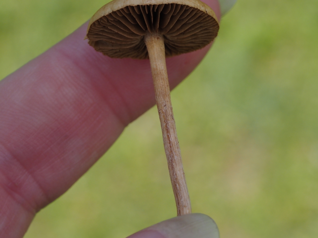 Agrocybe pediades · April 2026 · photo: © smpbiologist-jwilliams (iNaturalist, cc-by)