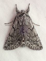 Pleromelloida conserta