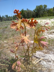 Quercus laevis image
