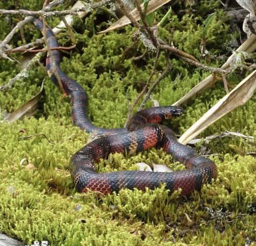 Photo of a Black Milksnake (Lampropeltis micropholis)
