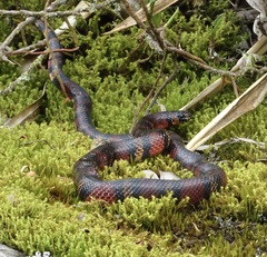 Lampropeltis micropholis