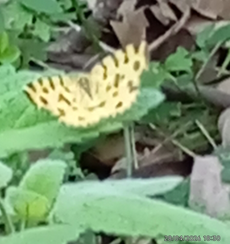 Speckled Yellow