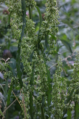 Rumex crispus