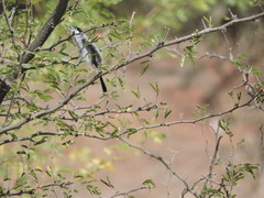 Polioptila albiloris