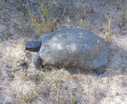 Testudo marginata