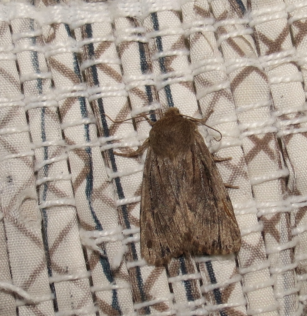 Grote's Satyr Moth