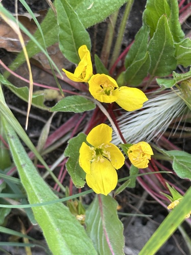 Taraxia ovata, photograph 2