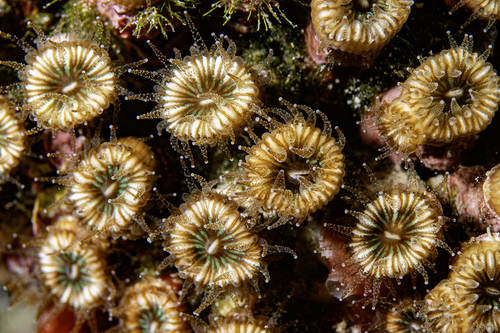 Cushion Coral, photo 8 of 10