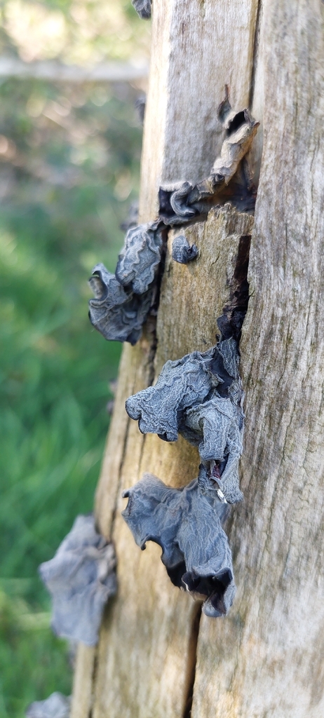 Auricularia auricula-judae · April 2026 · photo: © suedowning (iNaturalist, cc0)