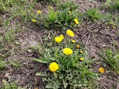 Taraxacum officinale