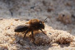 Colletes cunicularius