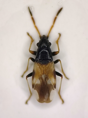 Macropternella inermis
