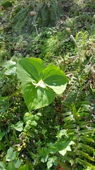 Trillium sulcatum