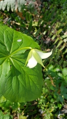 Trillium sulcatum