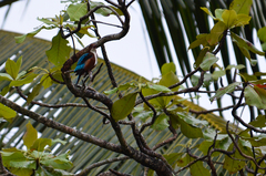 Halcyon smyrnensis