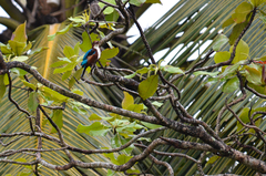Halcyon smyrnensis