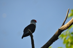 Alectroenas pulcherrimus