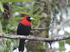 Crimson-Collared Tanager photo 2