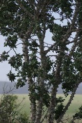 Zanthoxylum capense