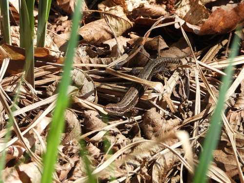 Viviparous Lizard