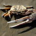 Large Mexican Fiddler Crab - Photo (c) Steven Mlodinow, some rights reserved (CC BY-NC), uploaded by Steven Mlodinow