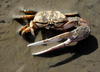 Large Mexican Fiddler Crab - Photo (c) Steven Mlodinow, some rights reserved (CC BY-NC), uploaded by Steven Mlodinow