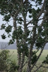 Zanthoxylum capense