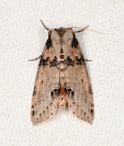 Tufted Thyatirine Moth photo 5