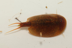 Lepidurus apus