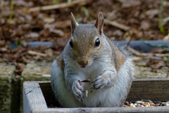 Sciurus carolinensis