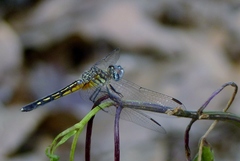 Pachydiplax longipennis