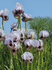 Iris hermona