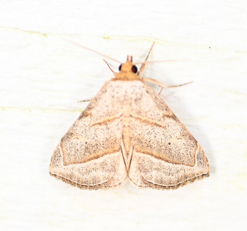 Oxycilla mitographa