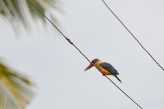 Pelargopsis capensis