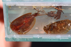 Lepidurus apus