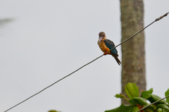 Pelargopsis capensis