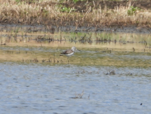 Common Greenshank