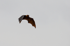 Pteropus giganteus