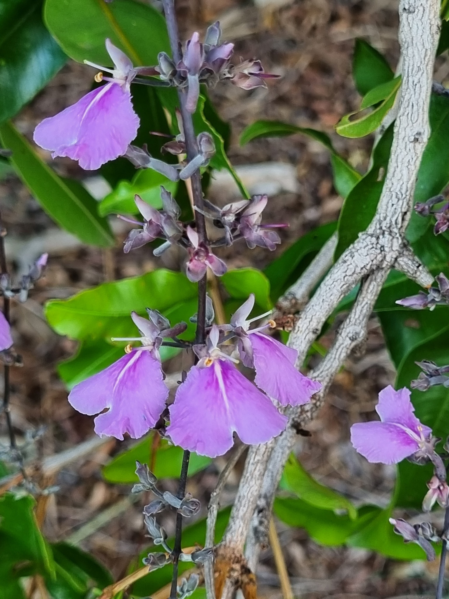 Qualea parviflora