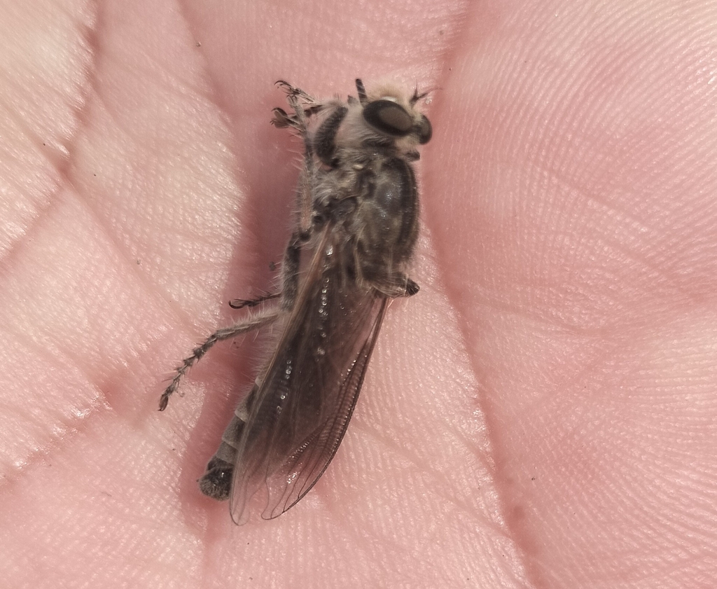 Lochmorhynchus albicans