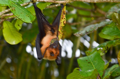 Pteropus giganteus