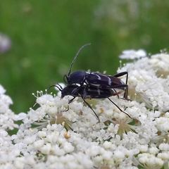 Chlorophorus sartor
