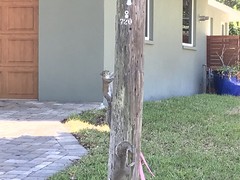 Sciurus carolinensis