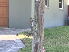 Sciurus carolinensis